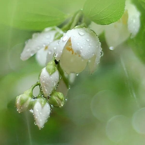 С добрым Апрелевским утром