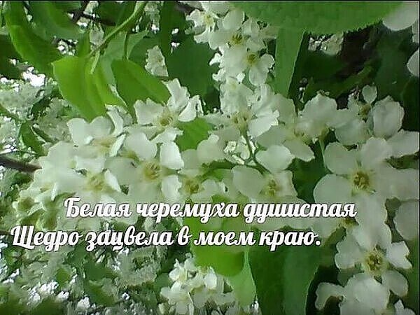 Хорошего дня черемуха