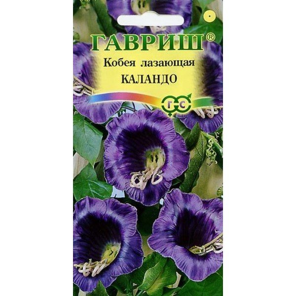 Кобея лазающая кафедральные колокола белая