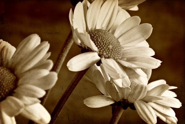 Белые цветы сепия
