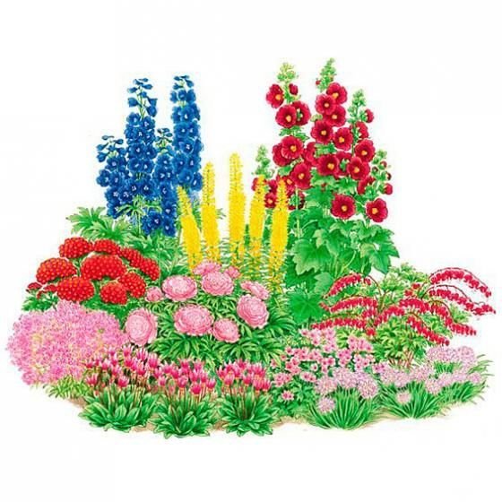 Цветник астры дельфиниум