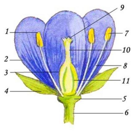 Цветок в разрезе