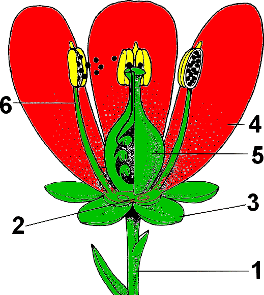 Тюльпан строение завязи