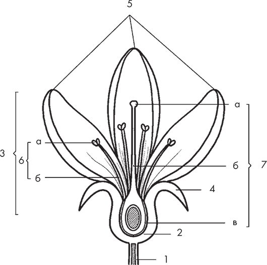 Строение пестика лилии