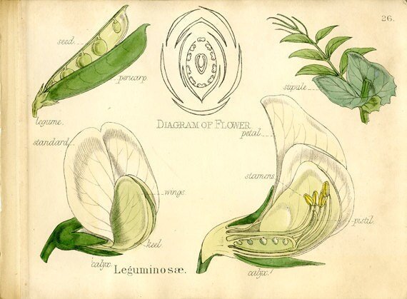 Строение цветка гороха посевного