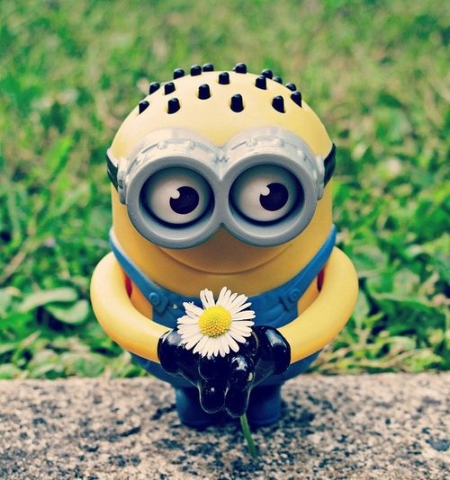 Миньон с цветком