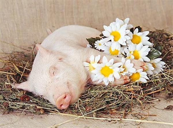Поросенок с цветочком