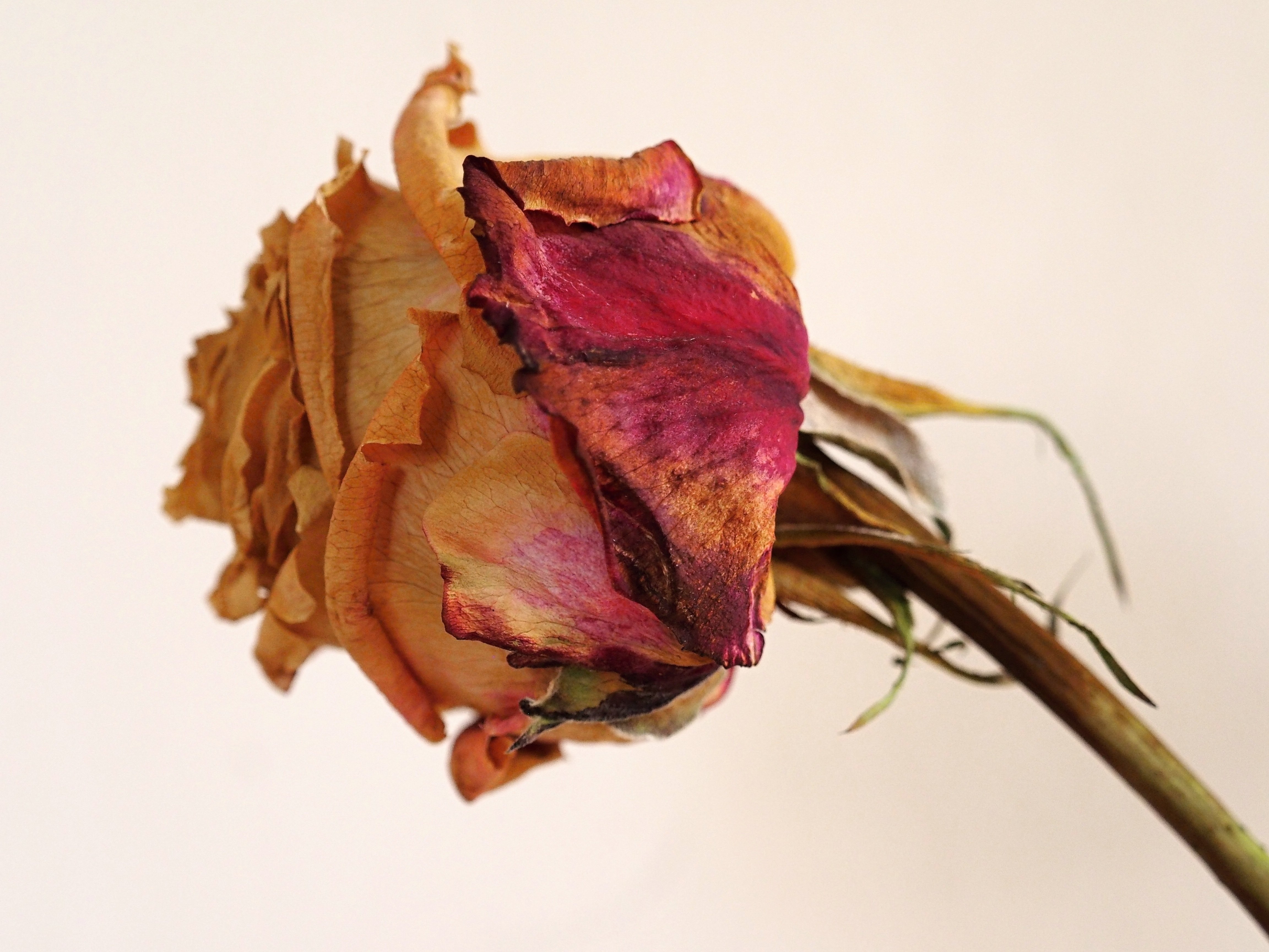 Что делать если тюльпаны завяли. Увядший цветок Шариф Камал. Засушенные розы.
