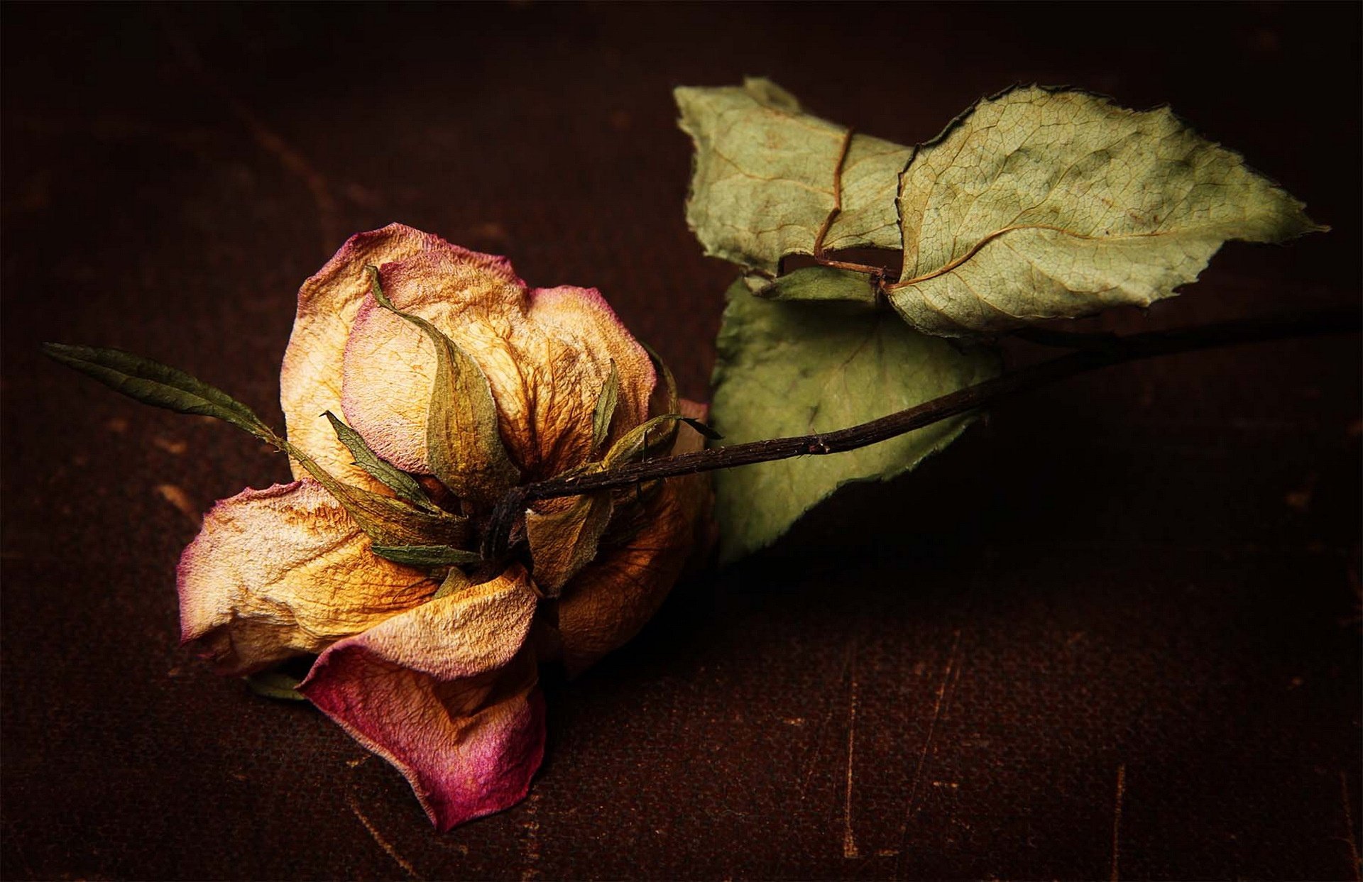 Устал роз. Засохшие цветы. Завядший цветок.