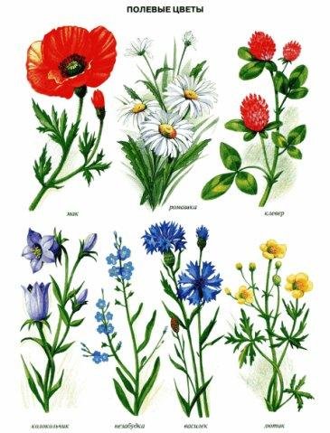 Садовые и полевые цветы для детей