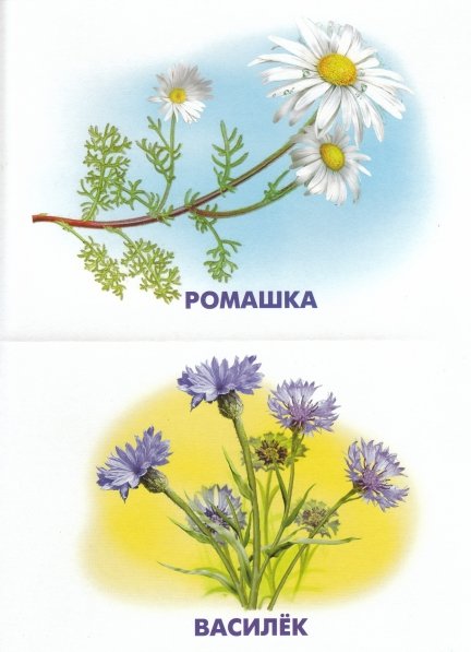 Полевые растения для детей