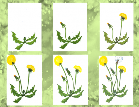 Цветы луговые полевые Лесные садовые