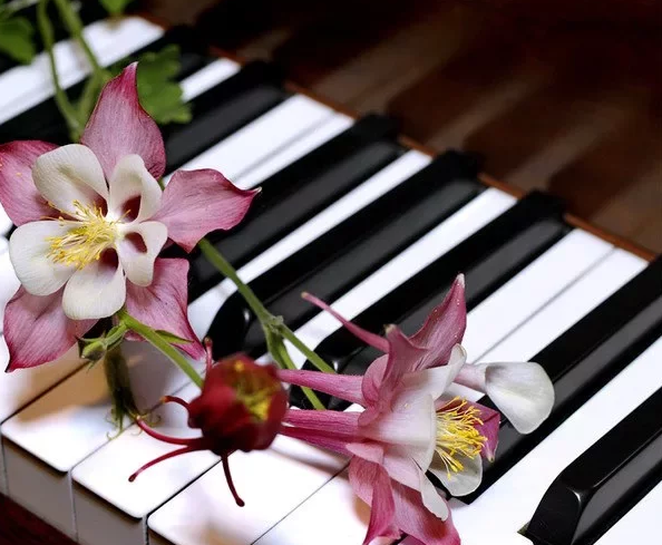 Розы на рояле