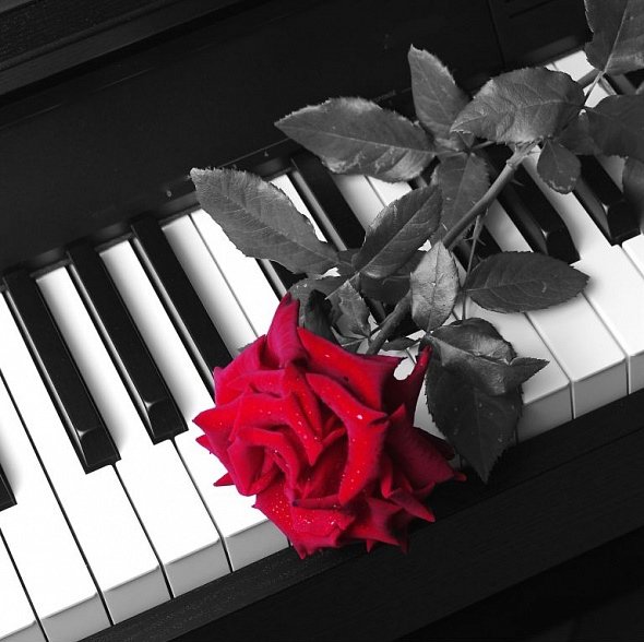 Роза на клавишах
