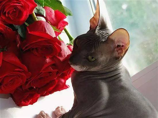 Кот сфинкс с цветами