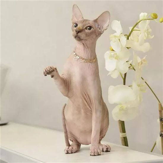 Лысые котики с цветами