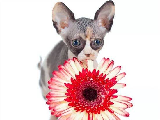 Сфинкс с цветами