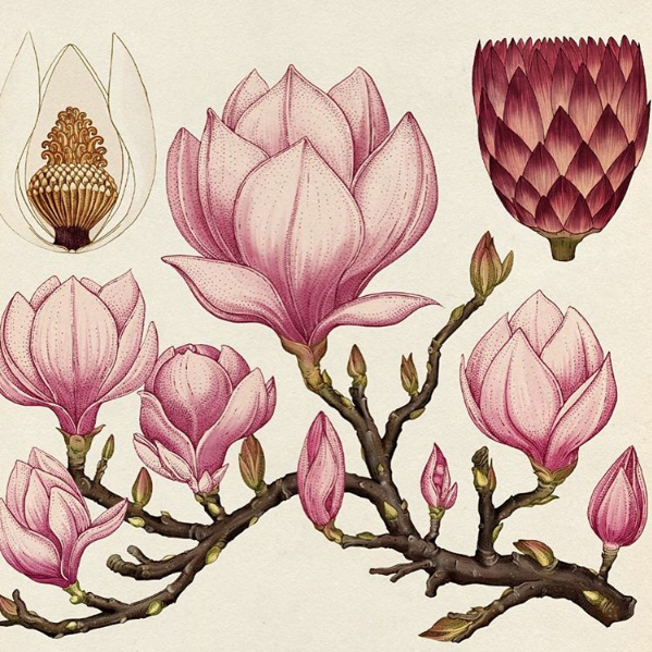 Гербарии трав Ботанические иллюстрации