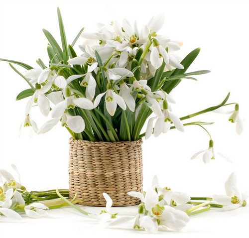 Картинки  цветы подснежники букеты (70 фото)