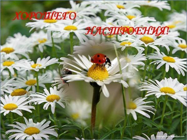 Доброе утро ромашки с надписью