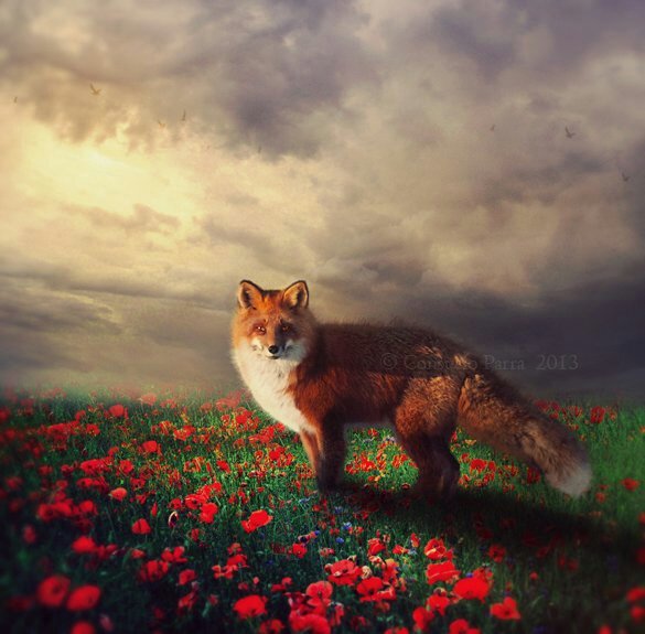Лиса в маках