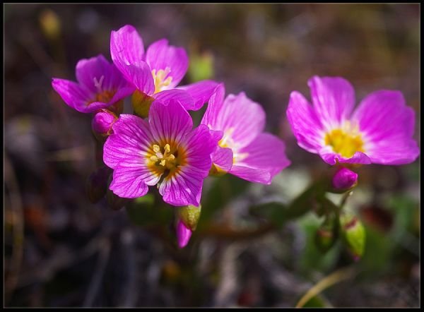 Растения Саха Якутия
