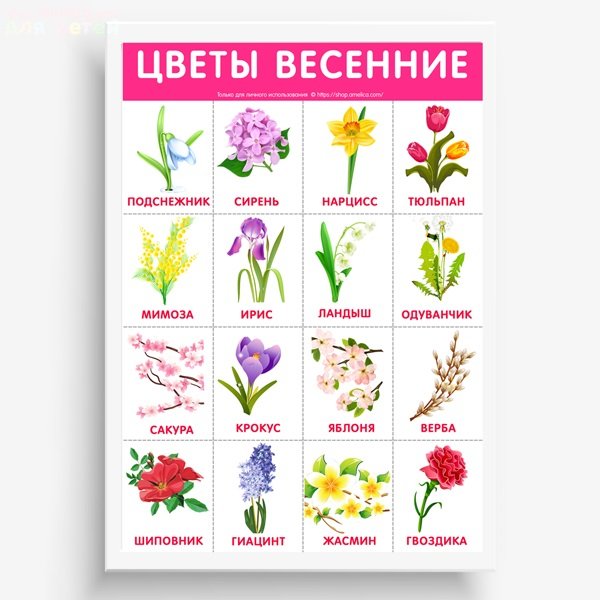 Карточки с названиями цветов