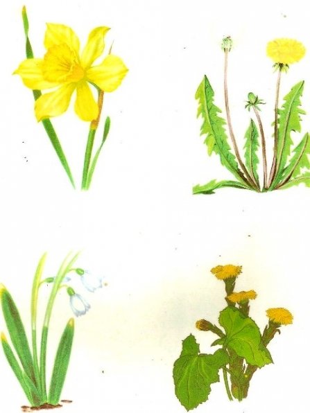 Название первых весенних цветов