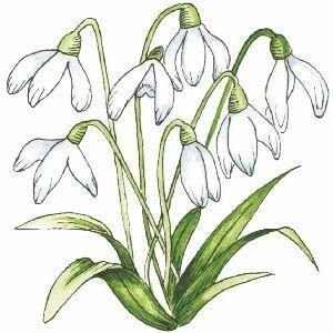 Подснежники на белом фоне