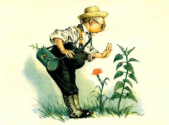 Цветы маленькой Иды рисунок