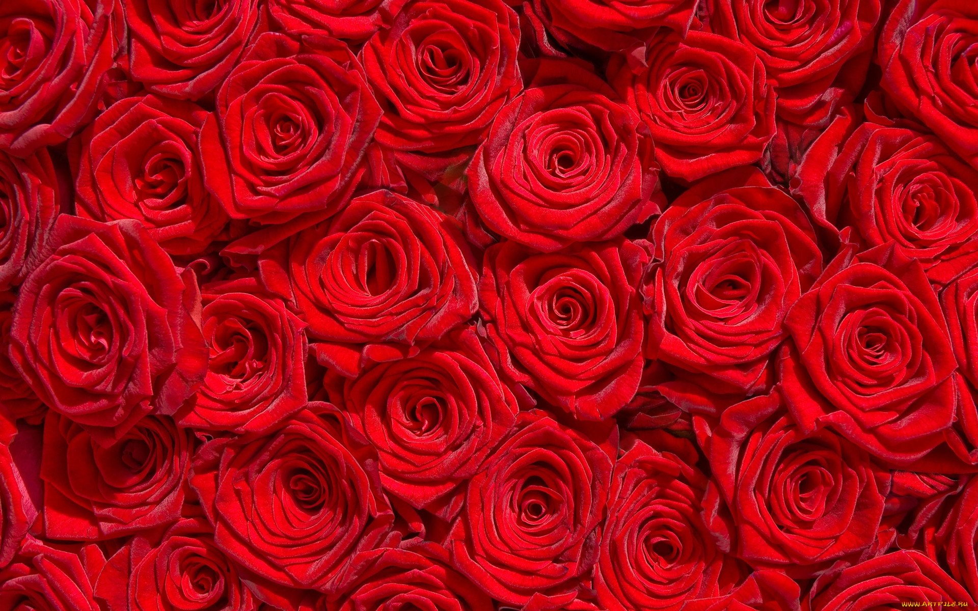 Красивые фото букетов из роз (100 фото)