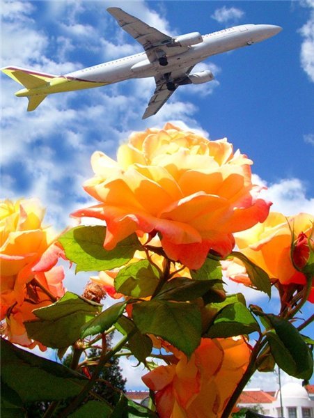 Букет цветов на самалети