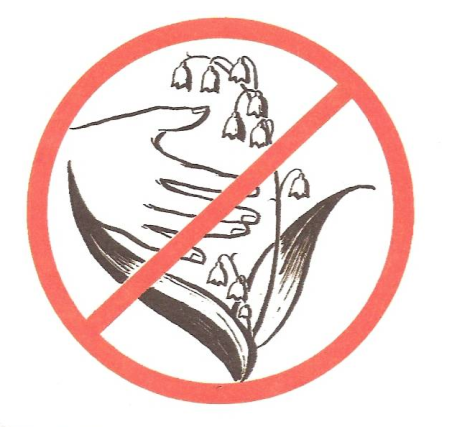 Знак не ломать ветки