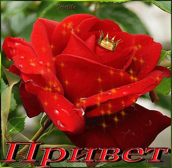 Красивое Приветствие с цветами