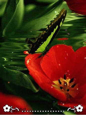 Коричневые розы