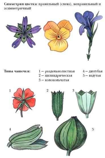 Типы симметрии цветка