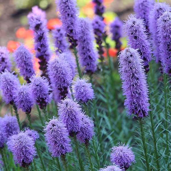 Лиатрис гайфитер