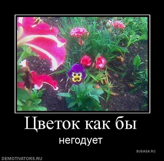 Красивые розы