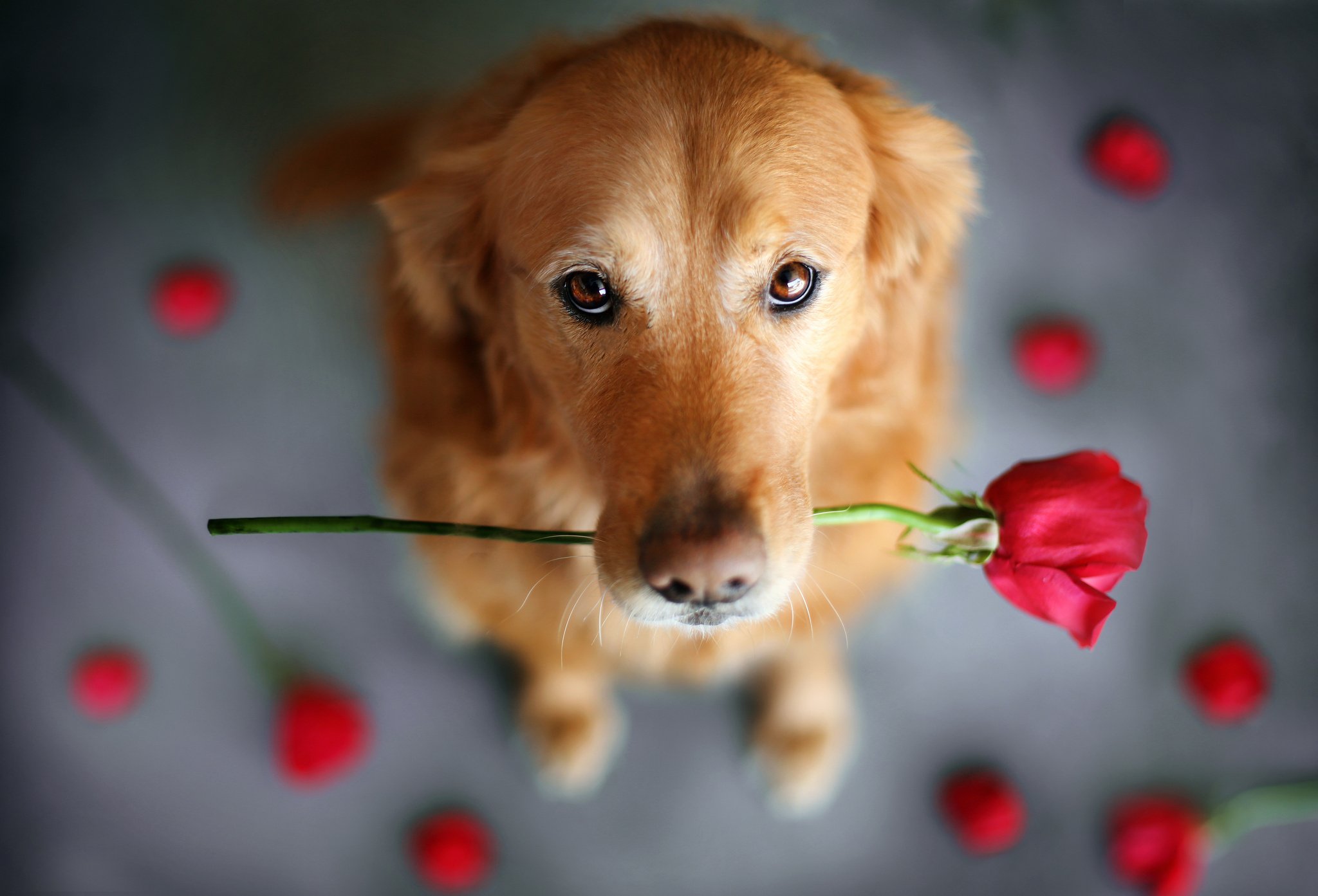 Извини милая. Собачка с цветами. Собачка с цветочком. Красивые собаки. Щенок с цветком.