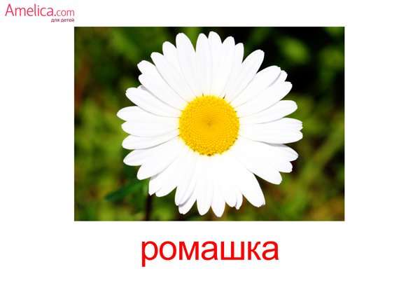 Карточки Домана цветы полевые