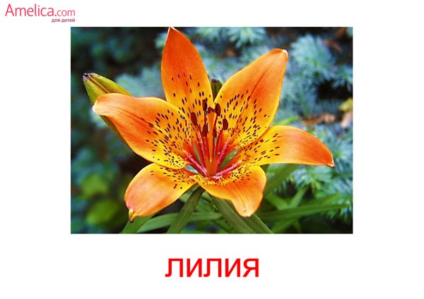 Карточки цветов для детей