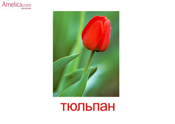 Роза карточка для детей