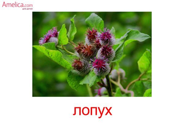 Карточки Домана цветы