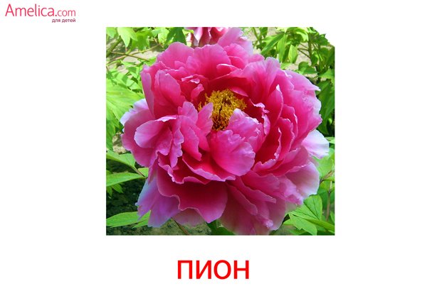 Карточки Домана садовые цветы