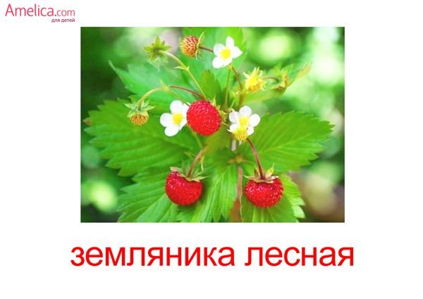 Набор обучающих карточек цветы