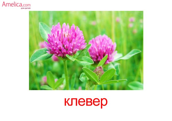 Карточки Домана садовые цветы