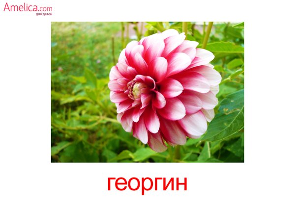 Весенние цветы карточки для детей