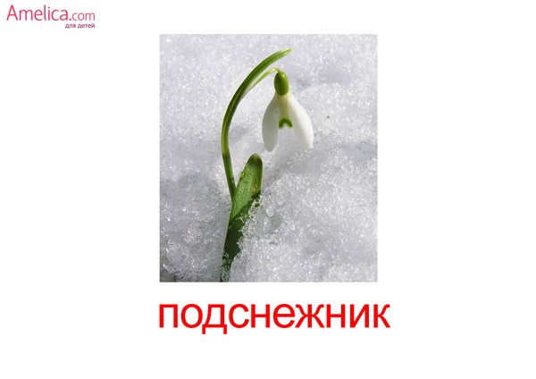 Георгины на белом фоне