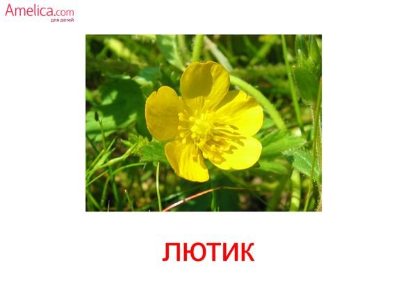 Mary Woodin акварель