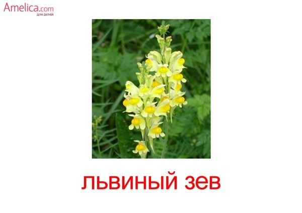 Карточки Домана садовые цветы